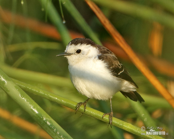 Schwarzrücken-Wassertyrann (Fluvicola albiventer)