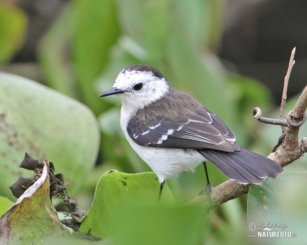 Schwarzrücken-Wassertyrann (Fluvicola albiventer)