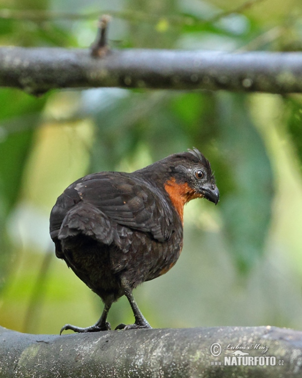 Schwarzrückenwachtel (Odontophorus melanonotus)