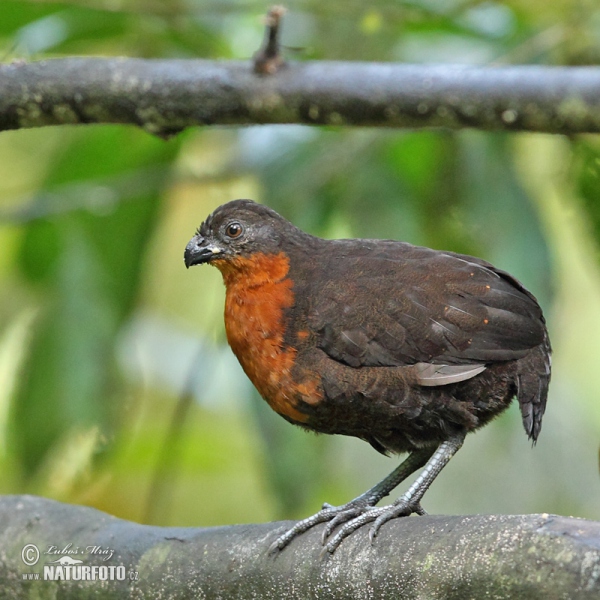 Schwarzrückenwachtel (Odontophorus melanonotus)