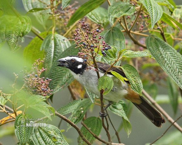 Schwarzschwingensaltator (Saltator atripennis)