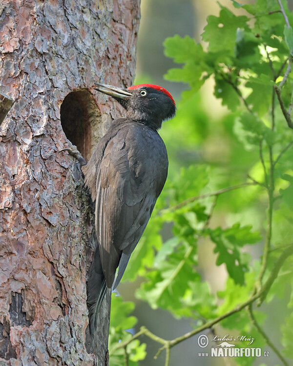 Schwarzspecht (Dryocopus martius)