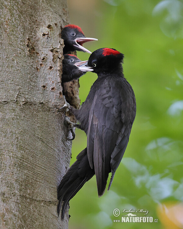 Schwarzspecht (Dryocopus martius)