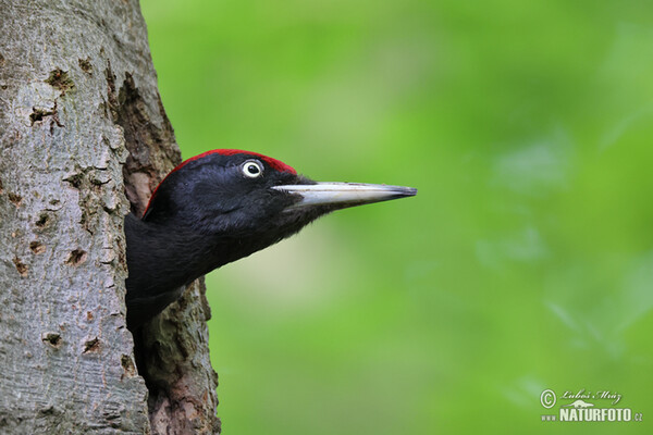 Schwarzspecht (Dryocopus martius)