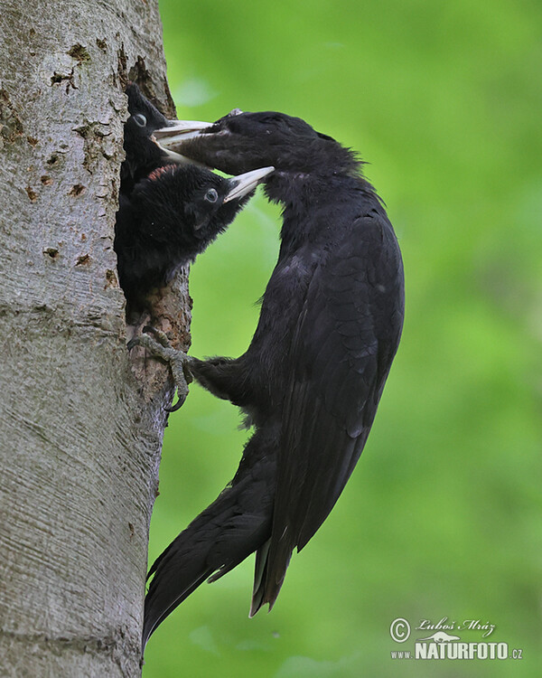 Schwarzspecht (Dryocopus martius)