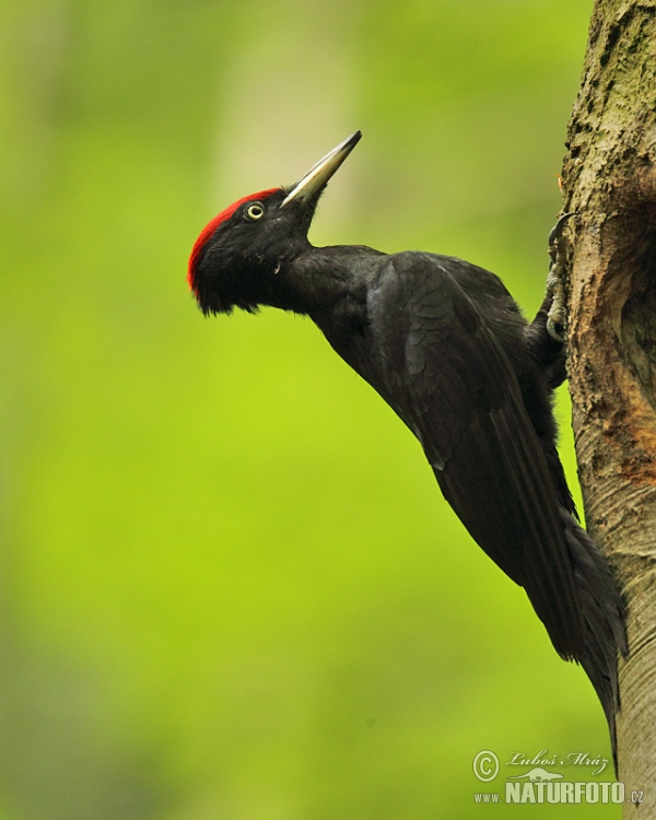 Schwarzspecht (Dryocopus martius)