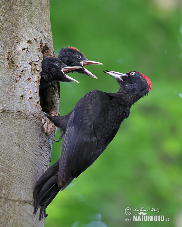 Schwarzspecht (Dryocopus martius)