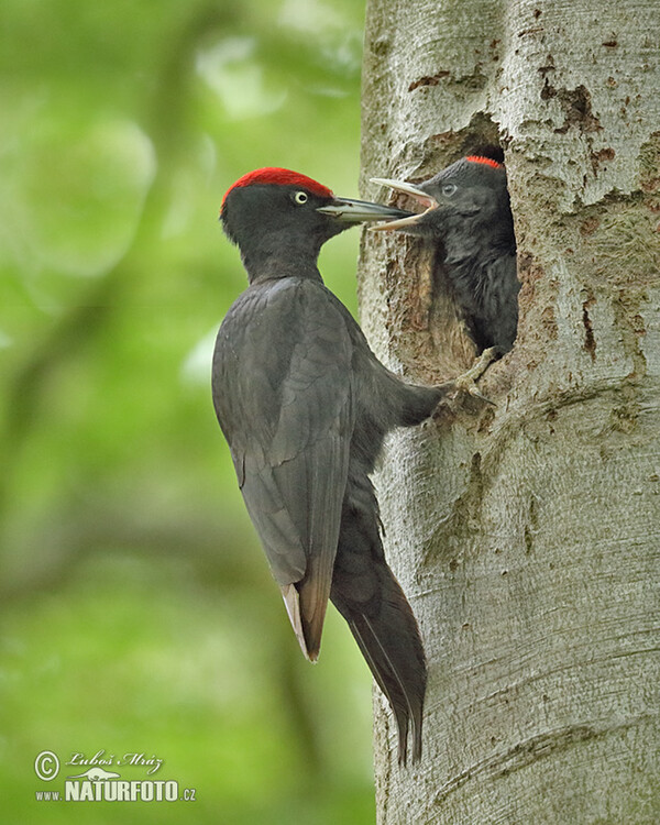 Schwarzspecht (Dryocopus martius)