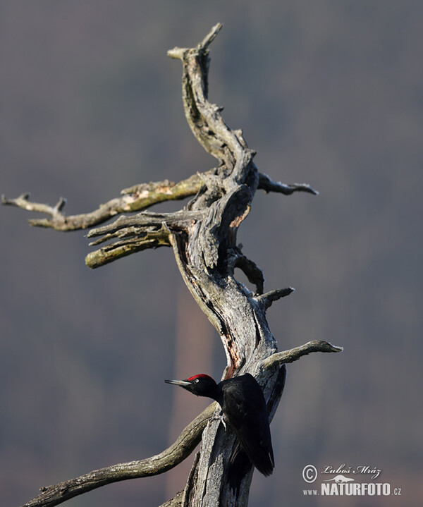 Schwarzspecht (Dryocopus martius)