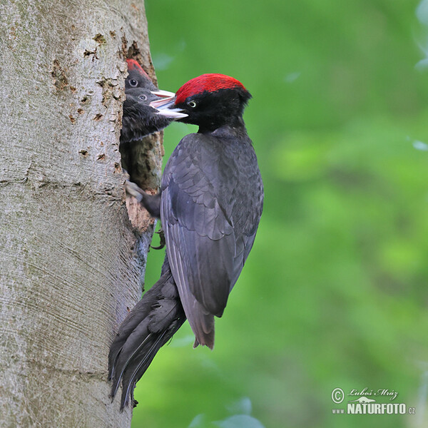 Schwarzspecht (Dryocopus martius)