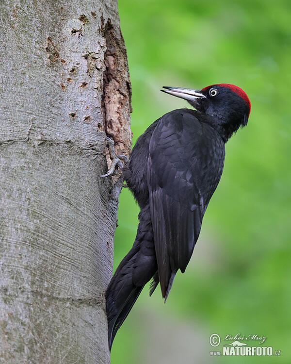 Schwarzspecht (Dryocopus martius)