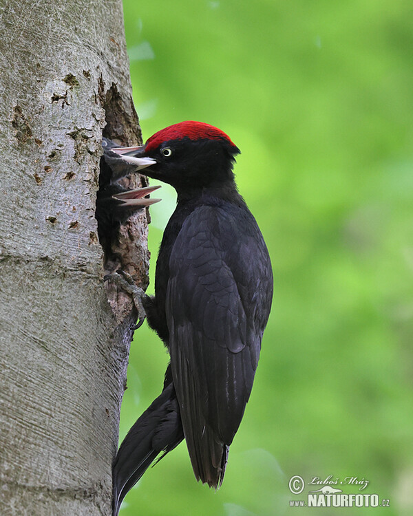 Schwarzspecht (Dryocopus martius)