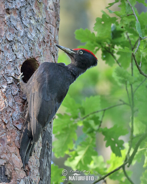 Schwarzspecht (Dryocopus martius)