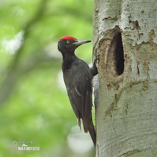 Schwarzspecht (Dryocopus martius)