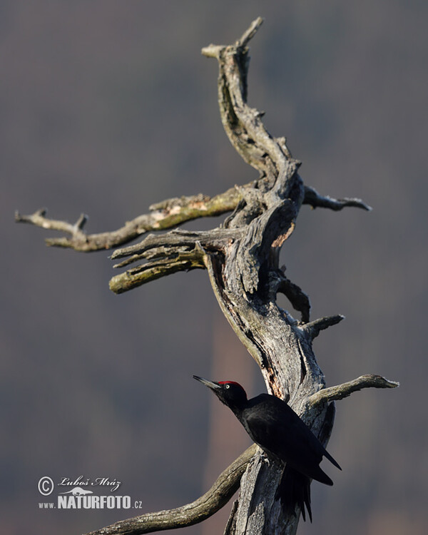 Schwarzspecht (Dryocopus martius)