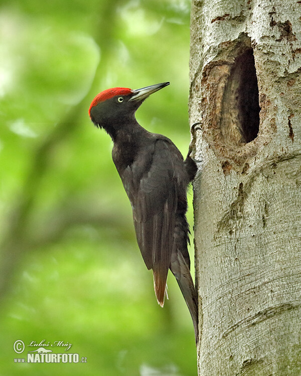 Schwarzspecht (Dryocopus martius)