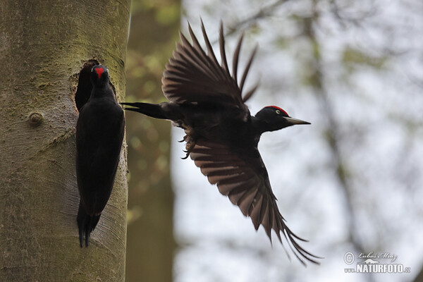 Schwarzspecht (Dryocopus martius)