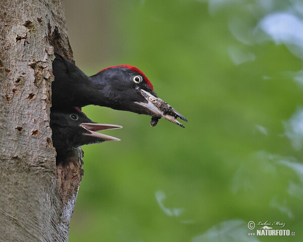 Schwarzspecht (Dryocopus martius)