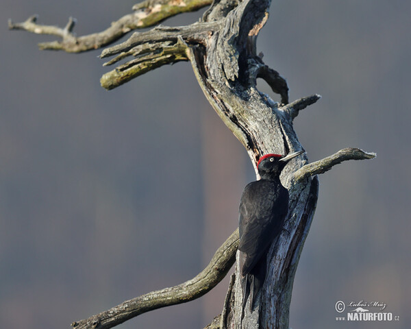 Schwarzspecht (Dryocopus martius)