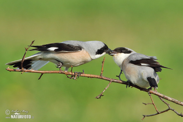 Schwarzstirnwürger (Lanius minor)