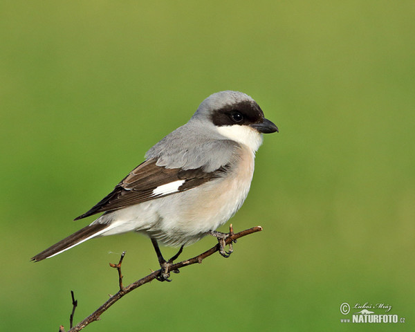 Schwarzstirnwürger (Lanius minor)