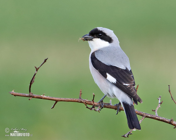 Schwarzstirnwürger (Lanius minor)