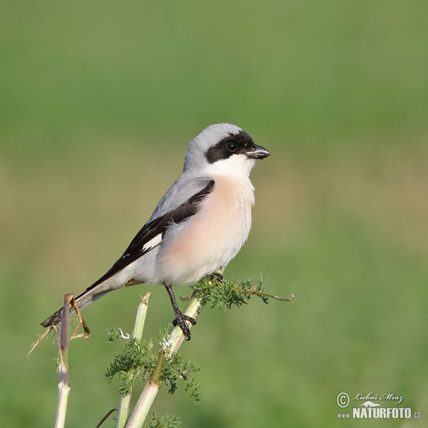 Schwarzstirnwürger (Lanius minor)