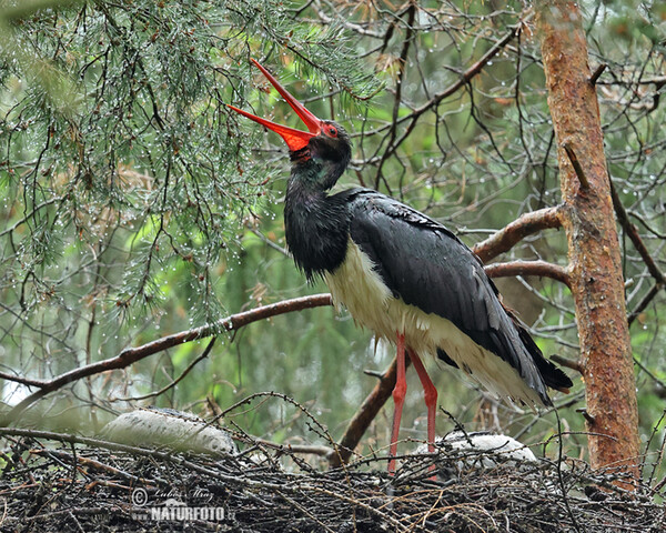 Schwarzstorch (Ciconia nigra)