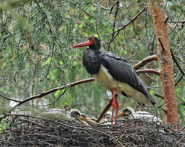 Schwarzstorch (Ciconia nigra)