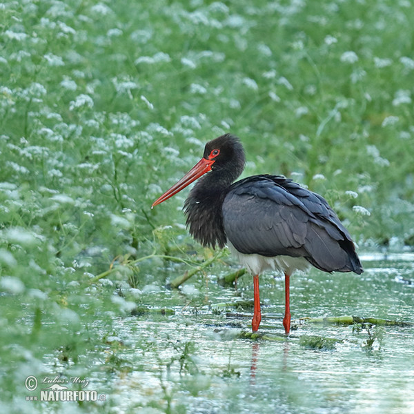 Schwarzstorch (Ciconia nigra)