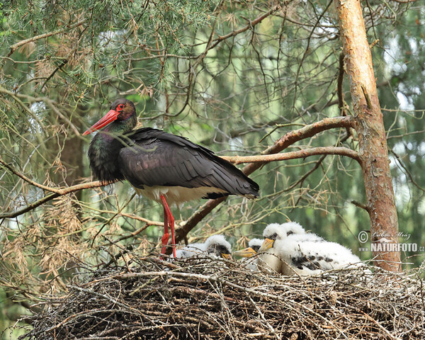 Schwarzstorch (Ciconia nigra)