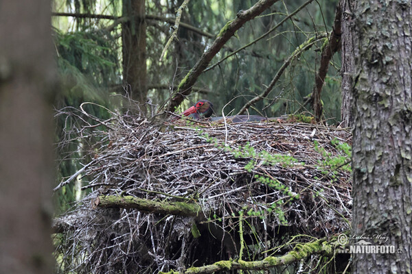 Schwarzstorch (Ciconia nigra)