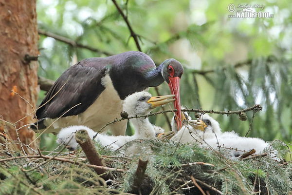 Schwarzstorch (Ciconia nigra)