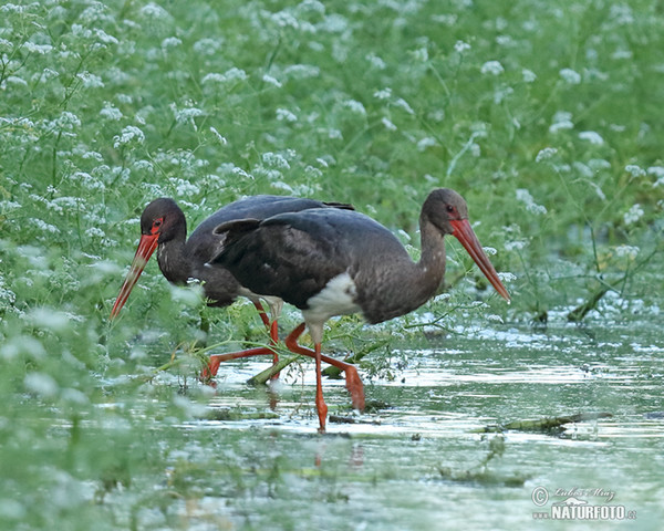 Schwarzstorch (Ciconia nigra)