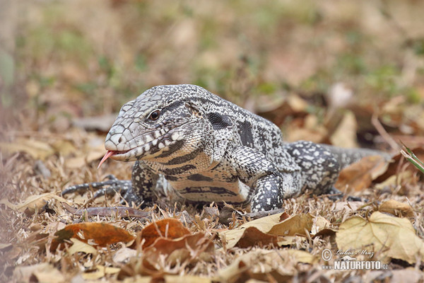 Schwarzweiße Teju (Salvator merianae)