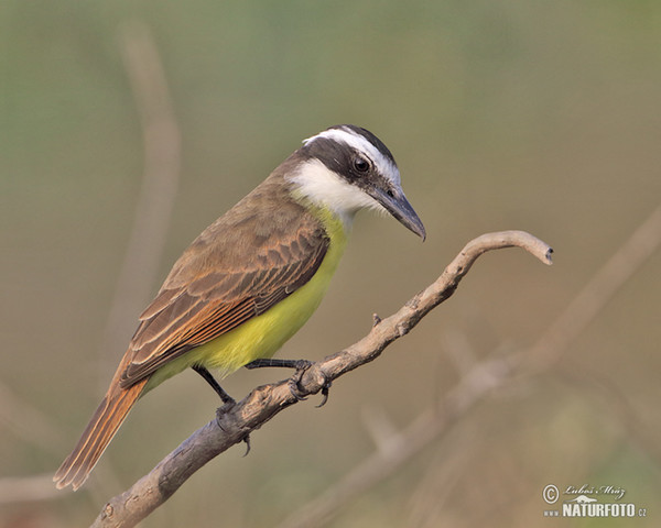 Schwefelmaskentyrann (Pitangus sulphuratus)