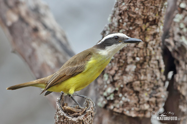 Schwefelmaskentyrann (Pitangus sulphuratus)