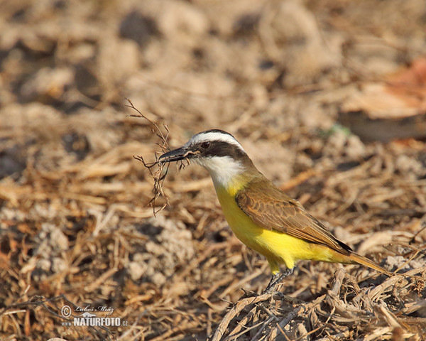 Schwefelmaskentyrann (Pitangus sulphuratus)