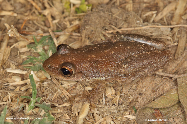 Scinax fuscovarius (Scinax fuscovarius)