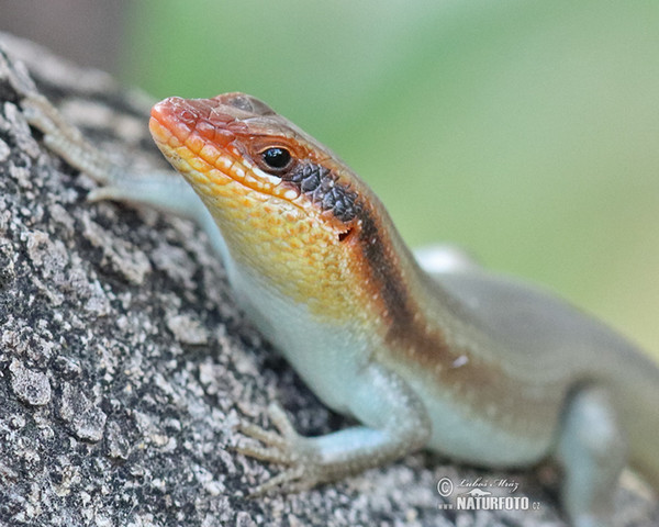 Scink (Mabuya striata.)