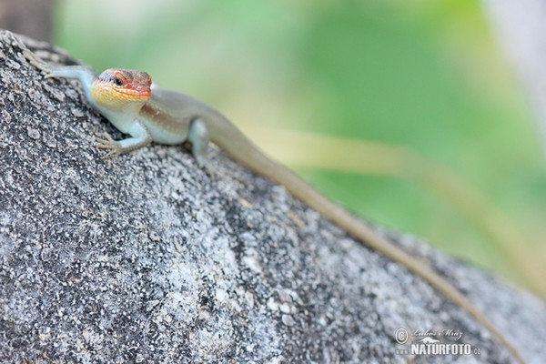 Scink (Mabuya striata.)