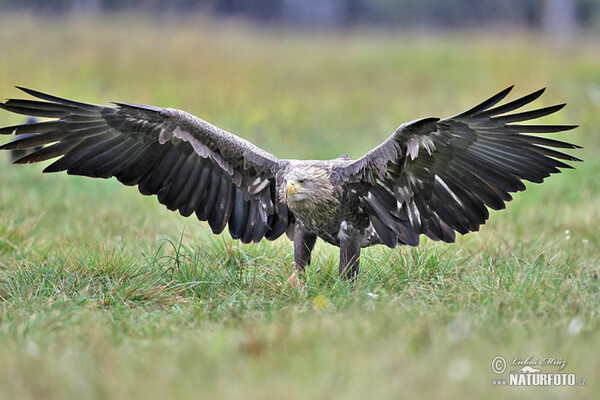 Seeadler (Haliaeetus albicilla)