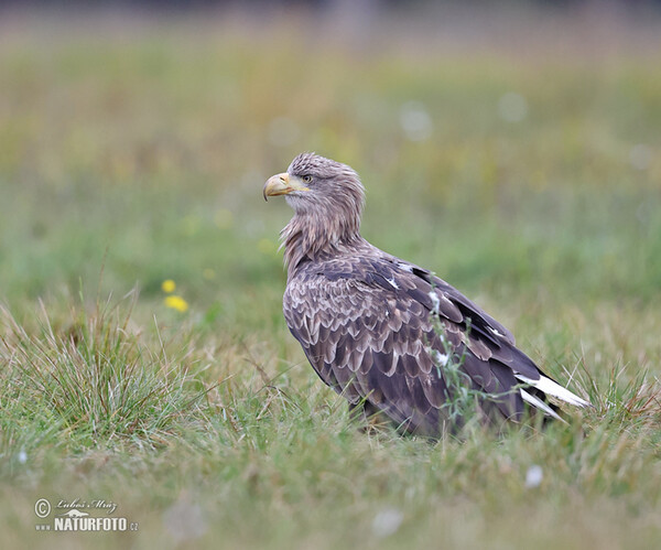 Seeadler (Haliaeetus albicilla)