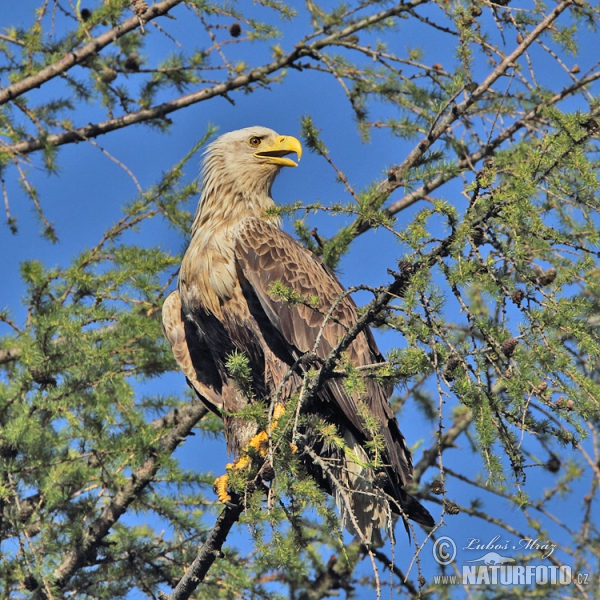 Seeadler (Haliaeetus albicilla)