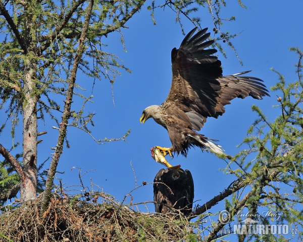 Seeadler (Haliaeetus albicilla)