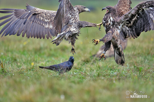 Seeadler (Haliaeetus albicilla)