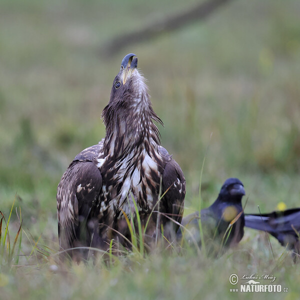 Seeadler (Haliaeetus albicilla)