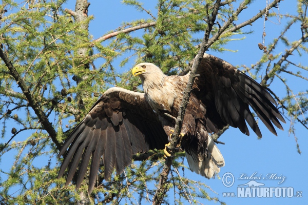 Seeadler (Haliaeetus albicilla)