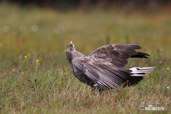 Seeadler (Haliaeetus albicilla)