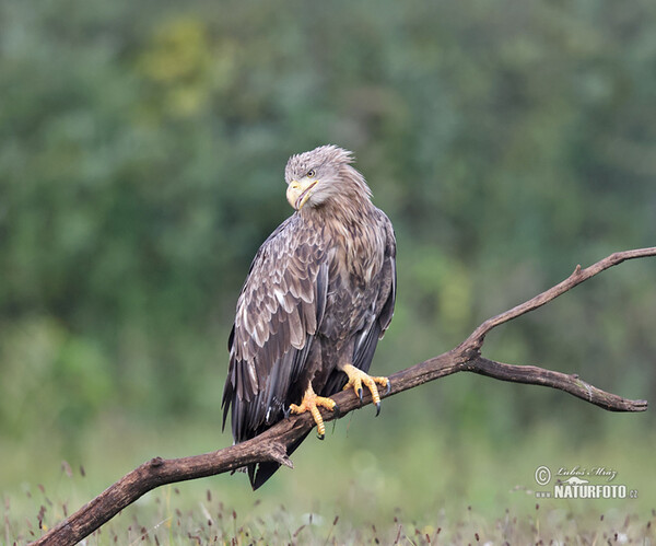 Seeadler (Haliaeetus albicilla)